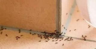 倉 名字 家裡有螞蟻代表什麼